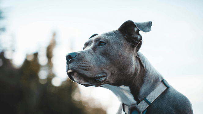 XL bully standing outside