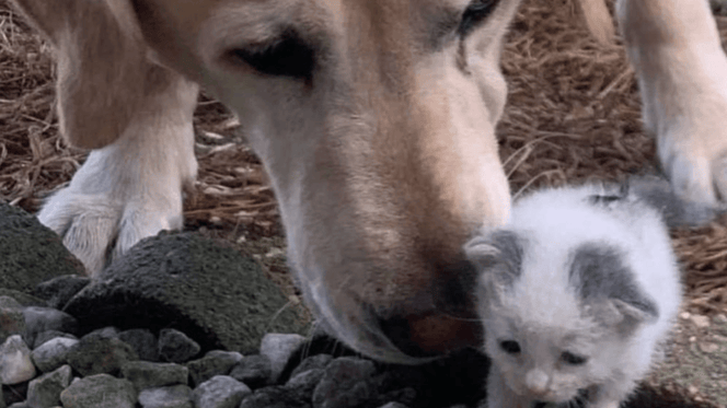 yellow lab licking tiny grey and white kitten