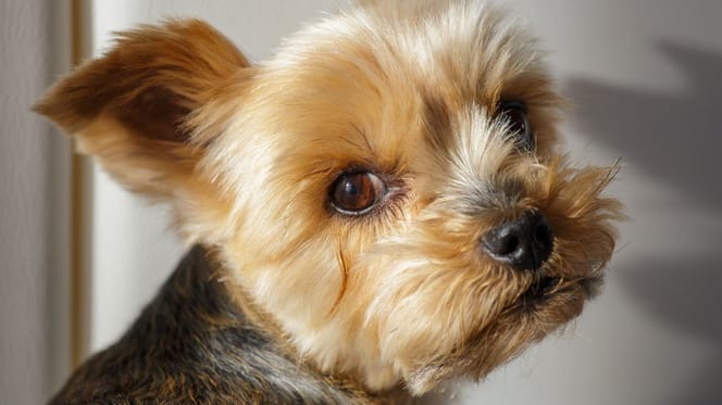 Yorkshire Terrier