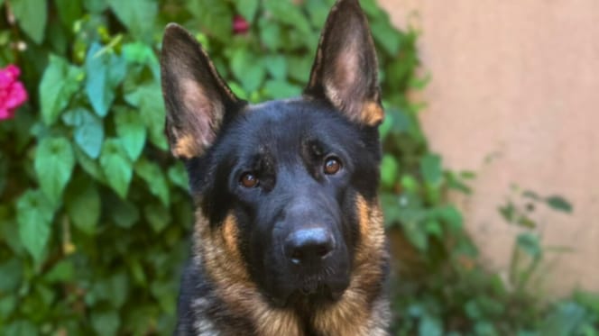 Yukee, un berger allemand à adopter