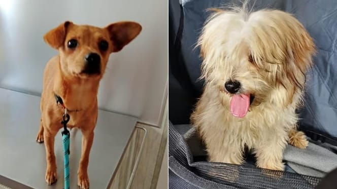 yvette-anselmo-perros-abandonados-perrera-granada