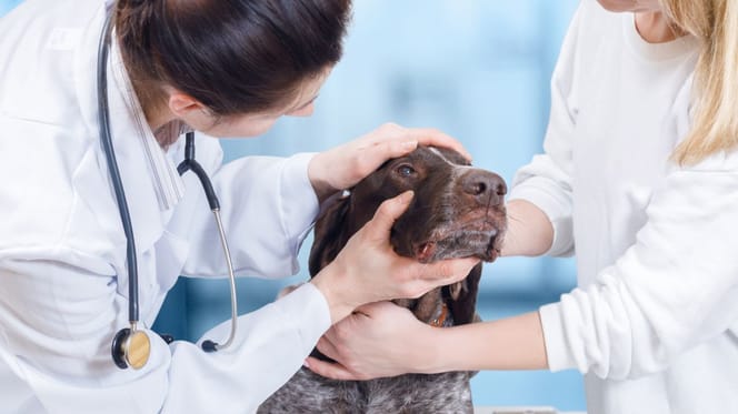 zacieki pod oczami u psa