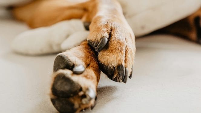 zampe di cane