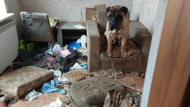 Zaniedbany bullmastiff w hodowli
