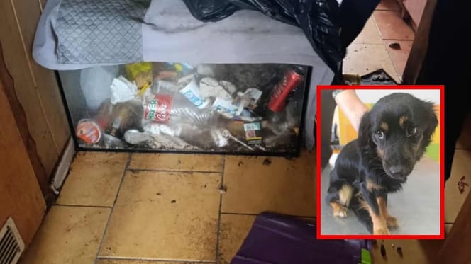 vernachlässigter Hund