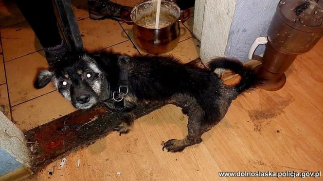 zaniedbywany pies