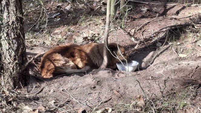 Zaplątany pies dostaje wodę