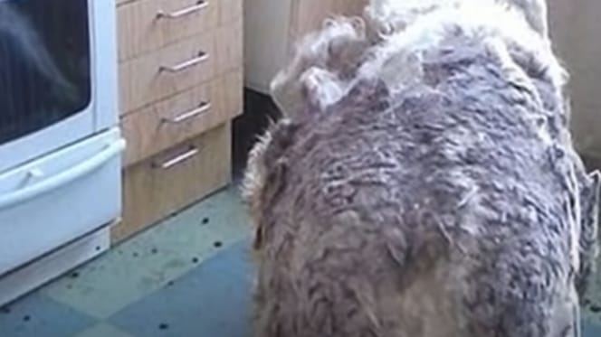 Bild von Coco, der in seinem eigenen Zuhause seinem Schicksal überlassen wurde