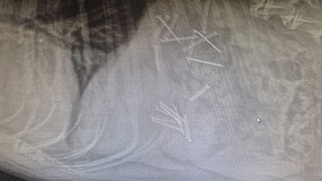 Zdjęcie RTG żołądka psa