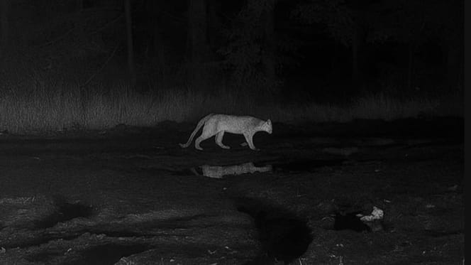 Zdjęcie z fotopułapki