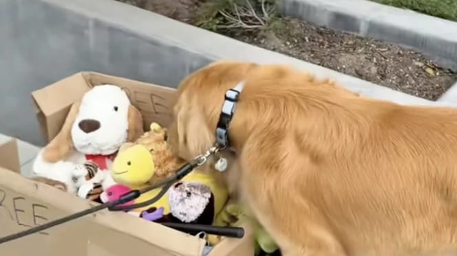 Zebby entdeckt einen Karton