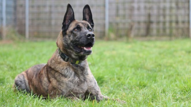 Zec zoekt een nieuwe baasje. Adopteer jij hem?