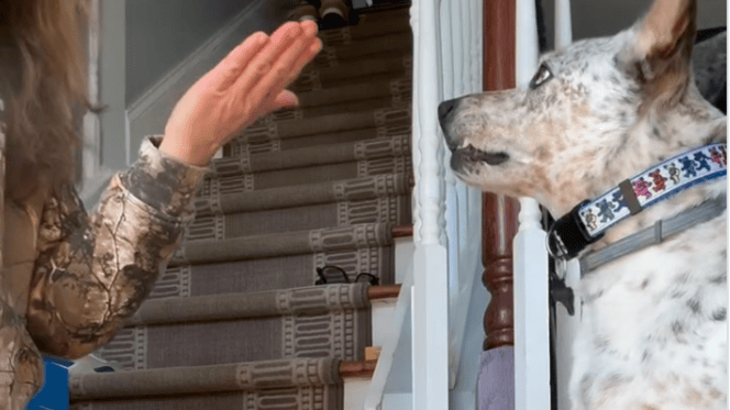 Pies Zephyr