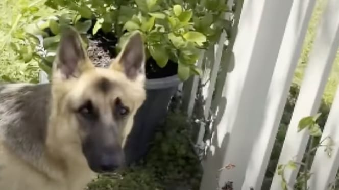 Zeus le chien
