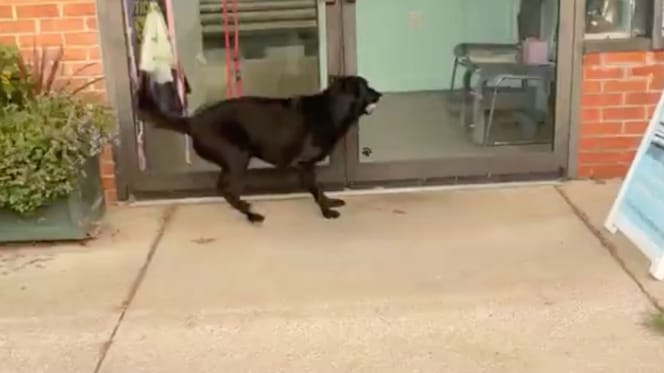 Ziggy the dog swimming in an indoor pool