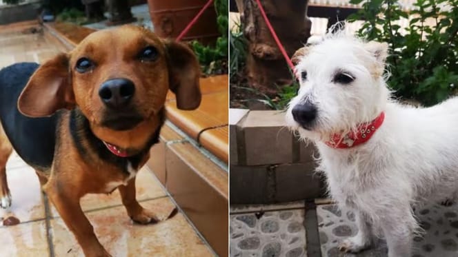 zoe-campanilla-perras-maltratadas