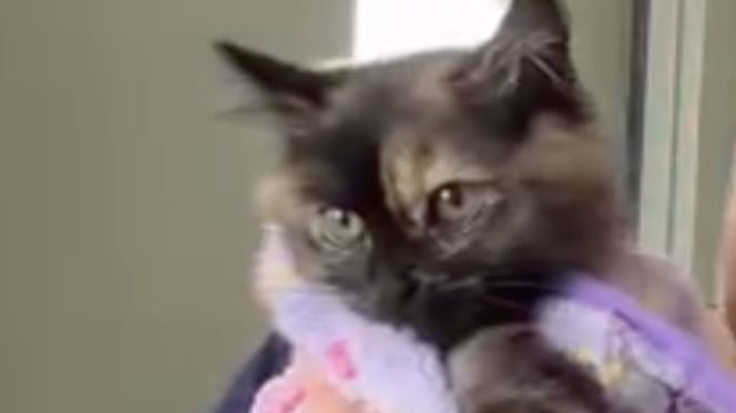 Zoe le chaton