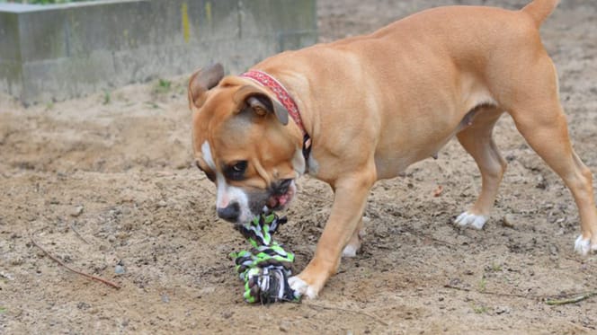 Zoey is op zoek naar een nieuw baasje. Adopteer jij haar?