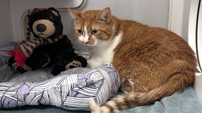 Zoey the cat and his bear