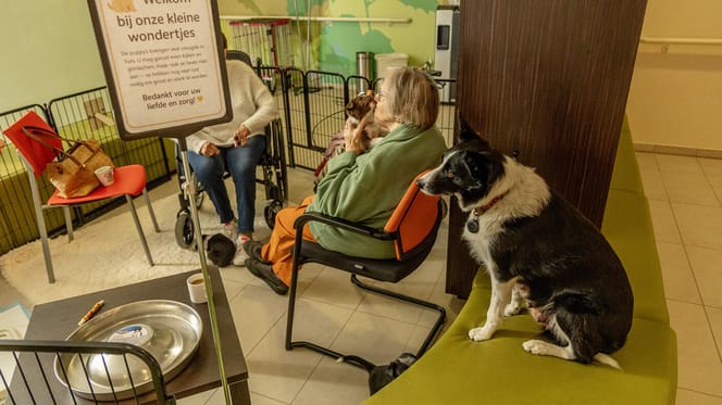Zorghond Mia, haar pups en enkele bewoners die de pups helpen verzorgen