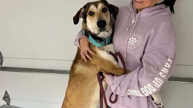 Chien ramené au refuge