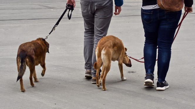 Zwei Spaziergänger mit Hunden