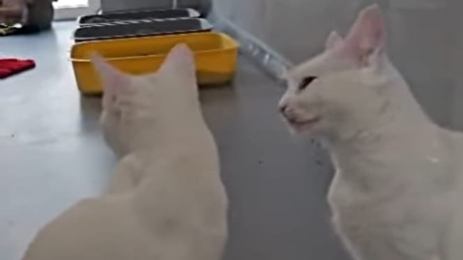 Zwei weiße Tierheim-Katzen