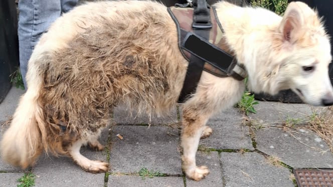 Zwitserse herdershond in Zaandam onder erbarmelijke omstandigheden gevonden