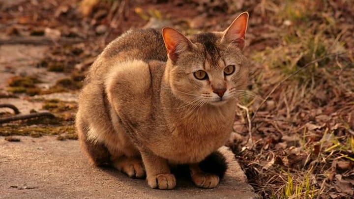Foto: volwassen kat ras Chausie