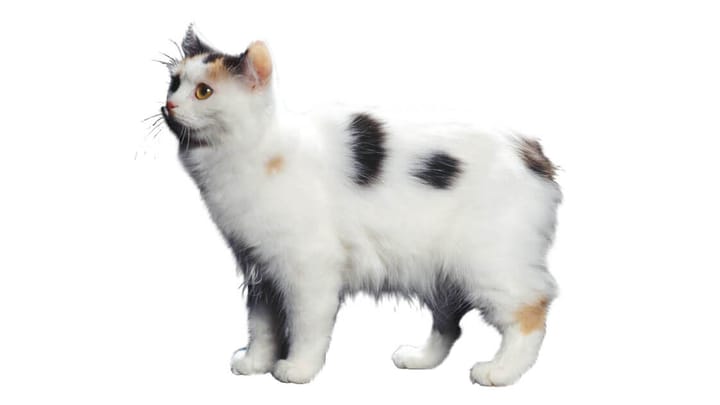 Photo : chat adulte de race Cymric