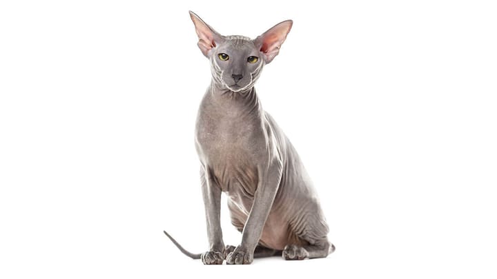 Photo : chat adulte de race Peterbald