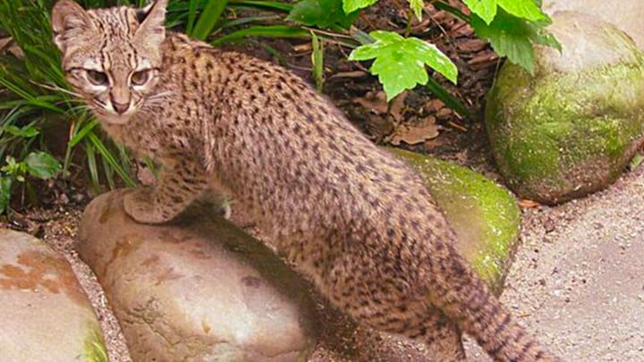 Foto: volwassen kat ras Safari