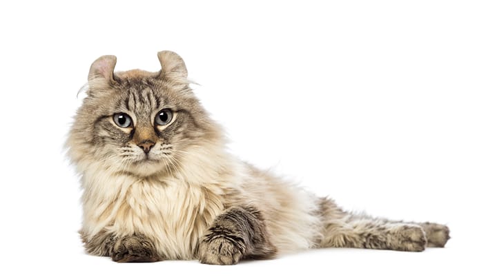 Photo : chat adulte de race American Curl