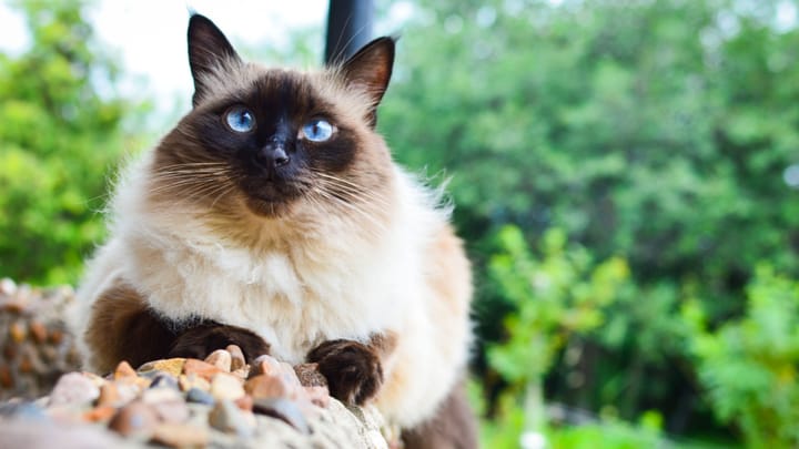 Foto: volwassen kat ras Balinees