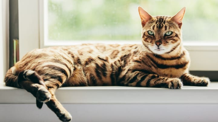 Photo: adult cat of Bengal breed