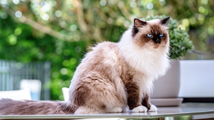 Photo : chat adulte de race Birman