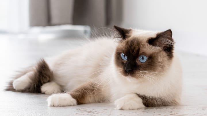 Zdjęcie: dorosły kot rasa Ragdoll