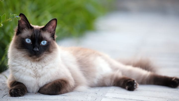 Foto: volwassen kat ras Siamees