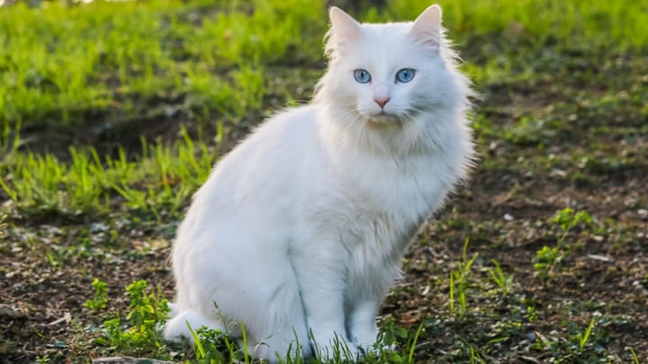 Foto: volwassen kat ras Turkse Angora