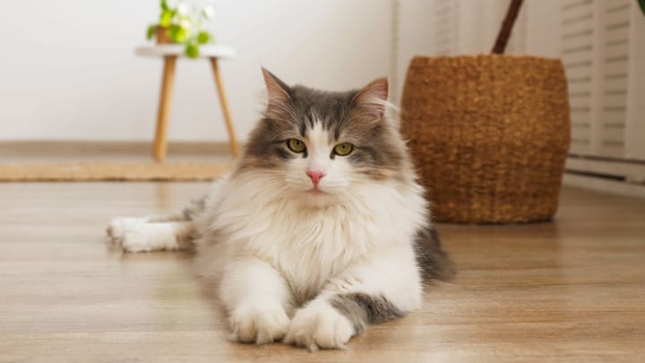 Foto: volwassen kat ras Siberische kat