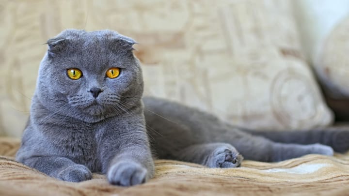 Foto: erwachsene Katze der Rasse „Knickohr-Katze“: Scottish Fold