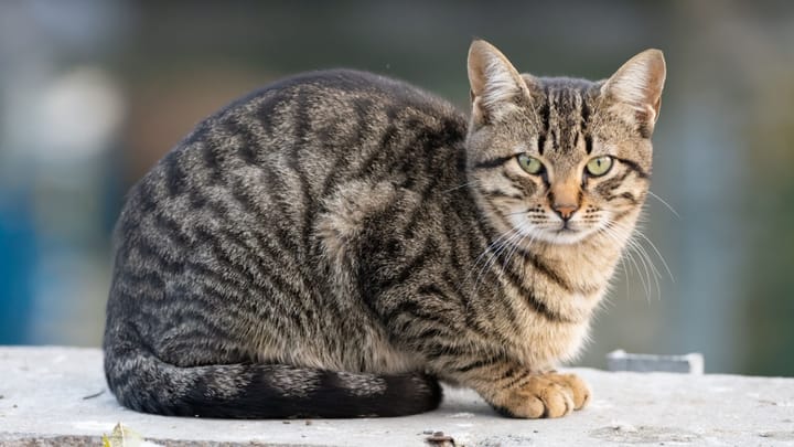Foto: gatto adulto di razza California Spangled