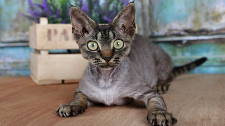 Photo : chat adulte de race Devon Rex