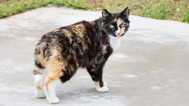Foto: volwassen kat ras Manx