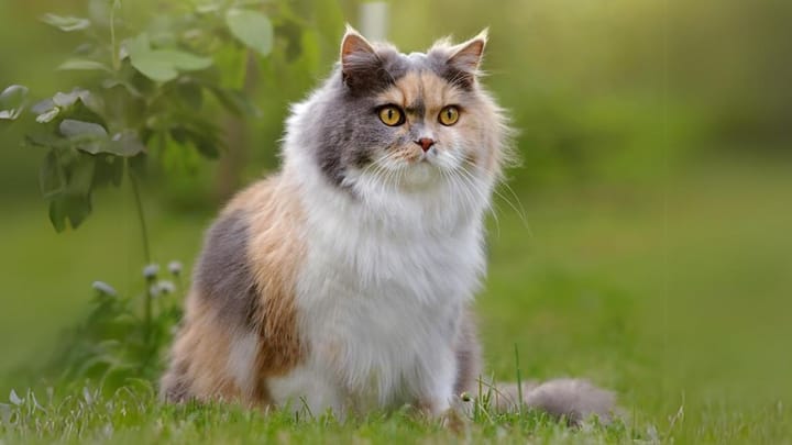 Foto: volwassen kat ras Selkirk Rex