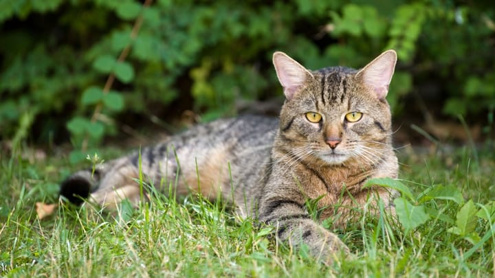 Foto: erwachsene Katze der Rasse Europäisch Kurzhaar