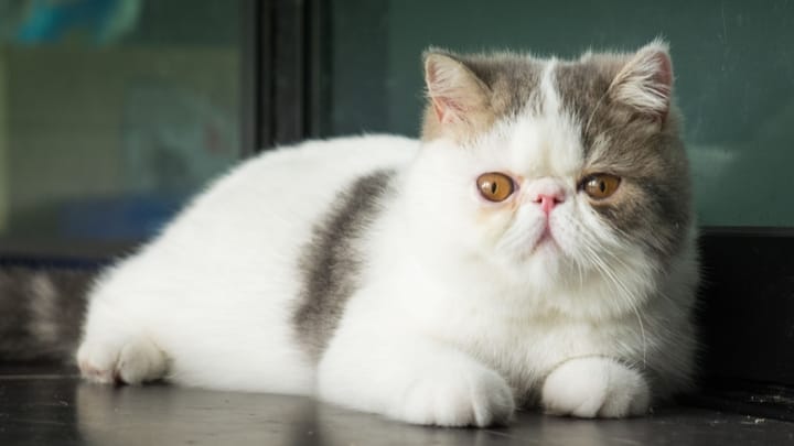 Foto: erwachsene Katze der Rasse Exotic Shorthair