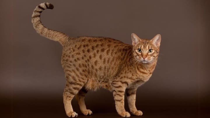 Foto: gatto adulto di razza Ocicat