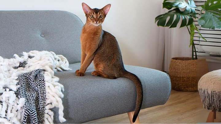 Foto: volwassen kat ras Abessijn