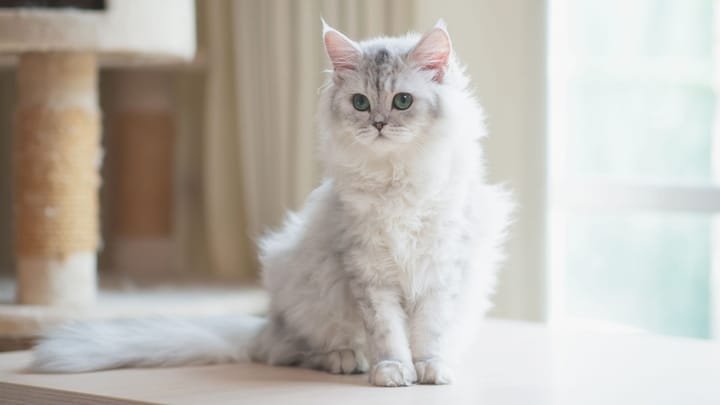 Foto: gatto adulto di razza Persiano Chinchillà
